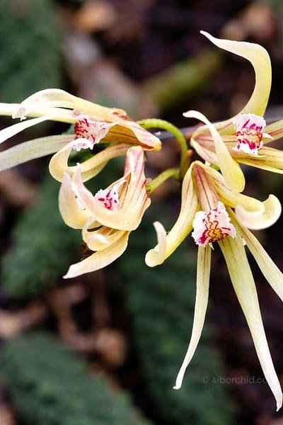 Dendrobium cucumerinum