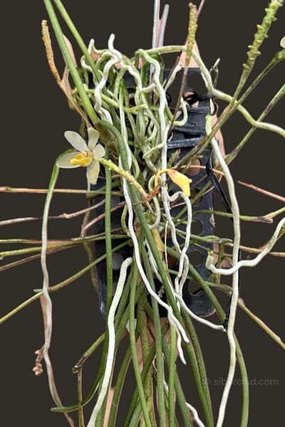 Thrixspermum filiforme