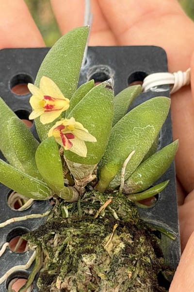 Dendrobium rigidum – Blooming Size Miniature Orchid
