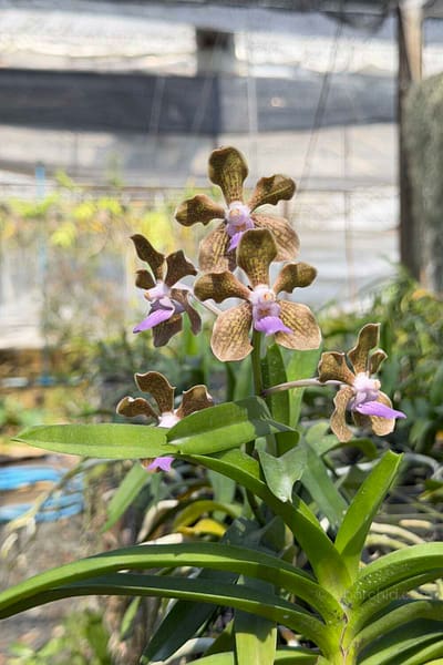 Vanda tessellata sb orchid for sale