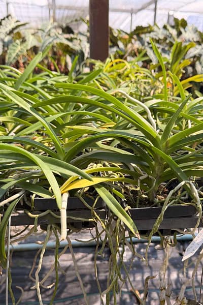 Vanda tessellata sb orchid for sale