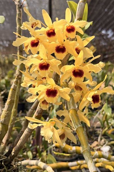 Dendrobium Nobile × Dendrobium friedricksonianum