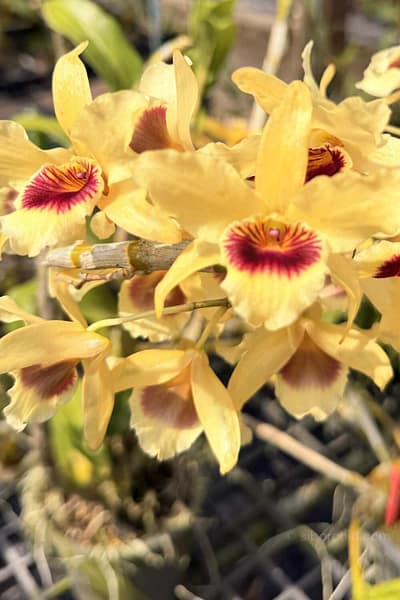 Dendrobium Nobile × Dendrobium friedricksonianum