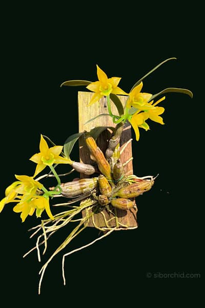 dendrobium-trigonopus-blooming-size-mounted-plant.jpg