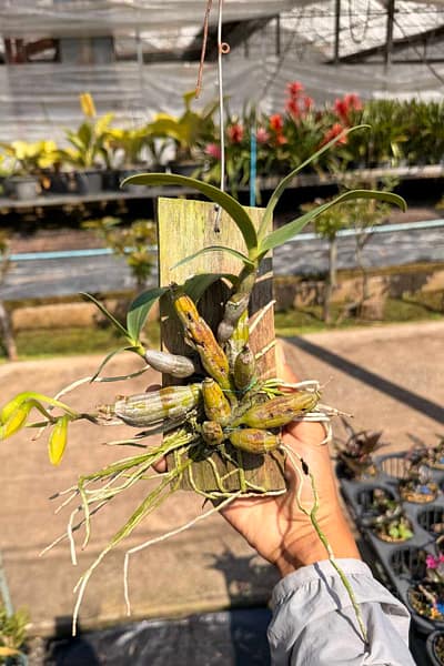 dendrobium-trigonopus-blooming-size-mounted-plant.jpg