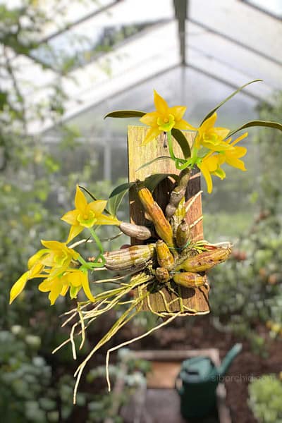 dendrobium-trigonopus-blooming-size-mounted-plant.jpg