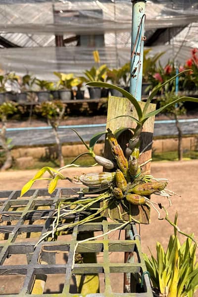 dendrobium-trigonopus-blooming-size-mounted-plant.jpg