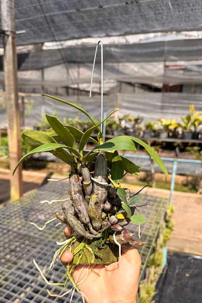 dendrobium-trigonopus-blooming-size-mounted-plant.jpg