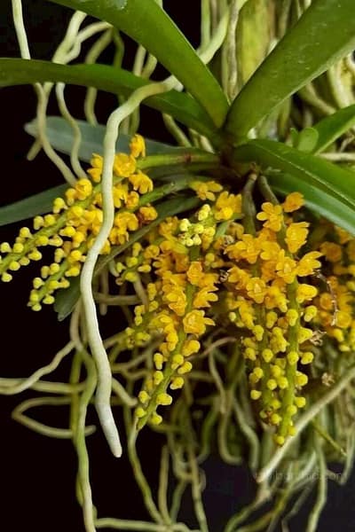 Pomatocalpa spicata