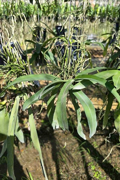 Pomatocalpa spicata