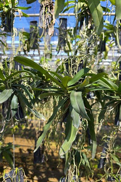 Pomatocalpa spicata