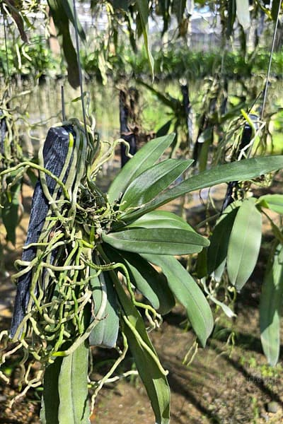 Pomatocalpa spicata