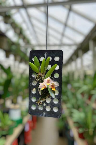 Dendrobium lichenastrum