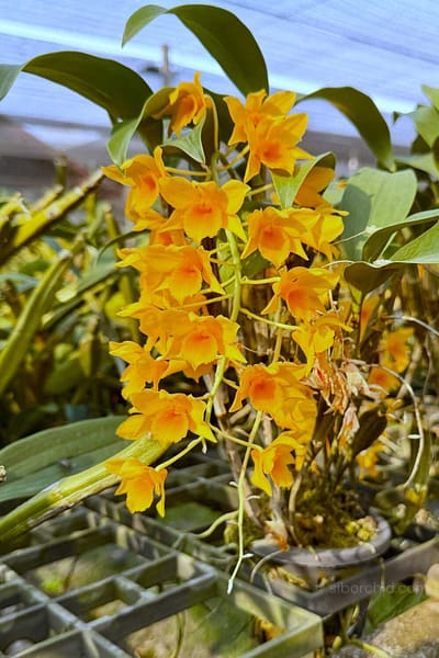 Dendrobium griffithianum