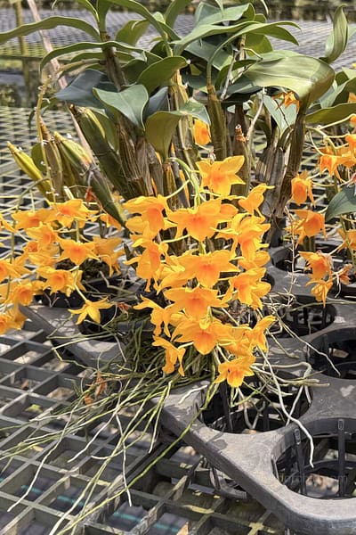Dendrobium griffithianum