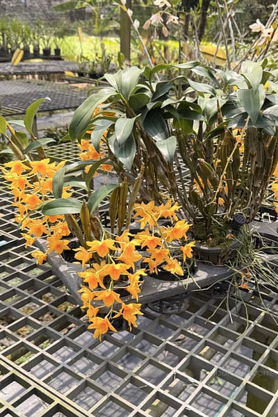 Dendrobium griffithianum