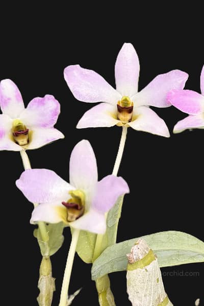 Dendrobium trantuanii