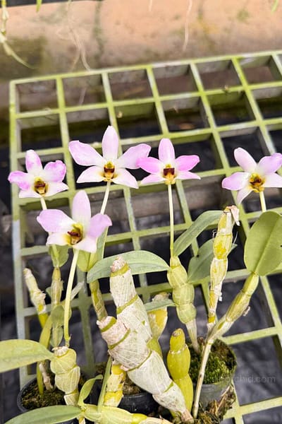 Dendrobium trantuanii