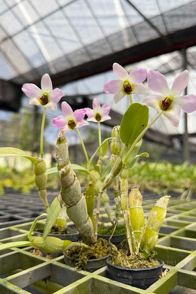 Dendrobium trantuanii