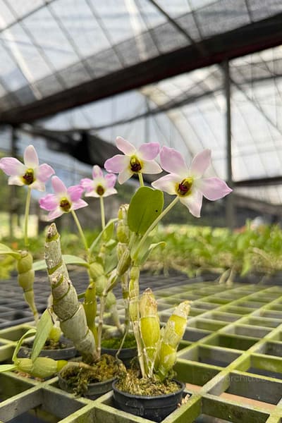 Dendrobium trantuanii