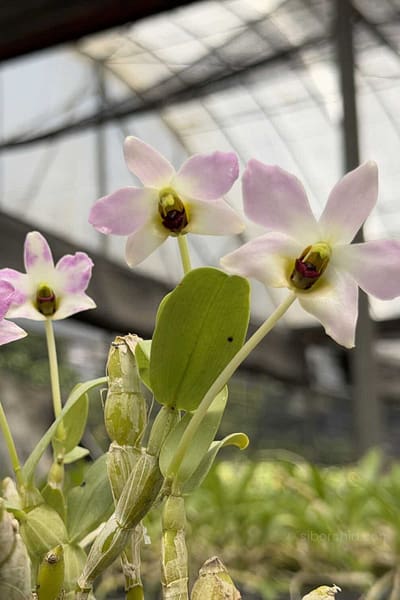 Dendrobium trantuanii