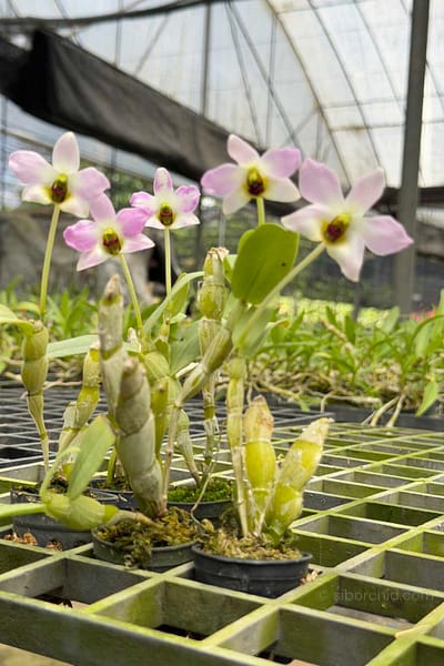 Dendrobium trantuanii