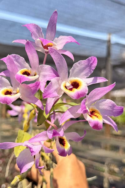 Dendrobium findlayanum