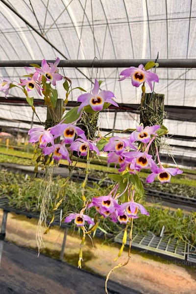 Dendrobium findlayanum