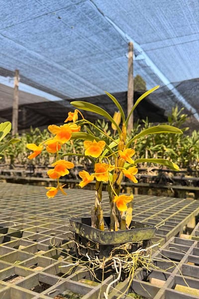 Dendrobium braianense- Dendrobium sukhakulii
