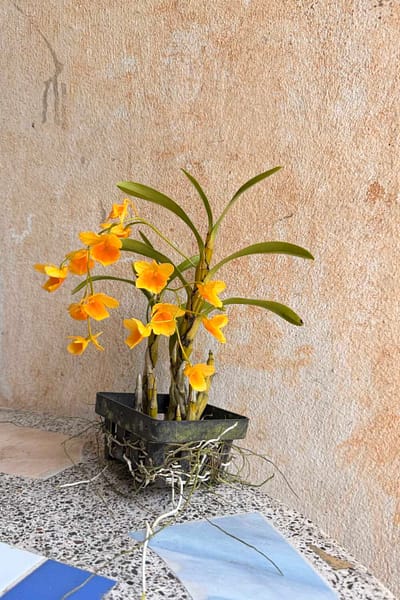 Dendrobium braianense- Dendrobium sukhakulii