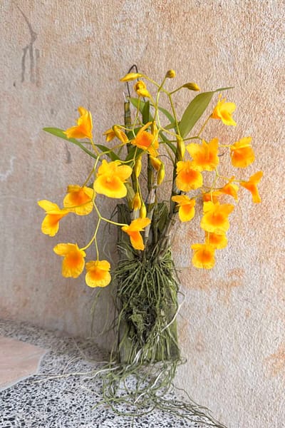 Dendrobium braianense- Dendrobium sukhakulii