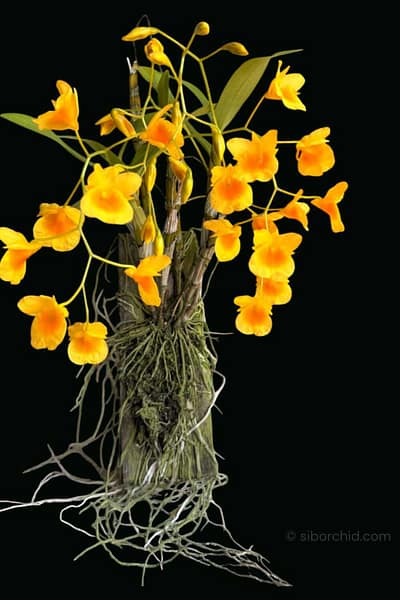 Dendrobium braianense- Dendrobium sukhakulii