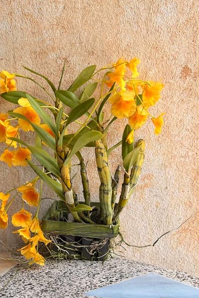 Dendrobium braianense- Dendrobium sukhakulii
