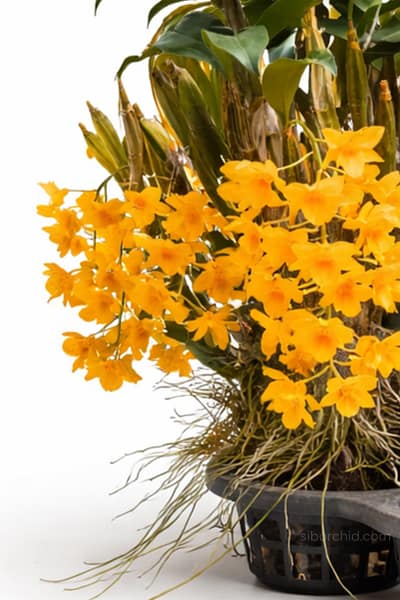 Dendrobium griffithianum