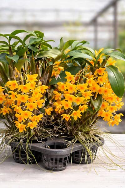 Dendrobium griffithianum