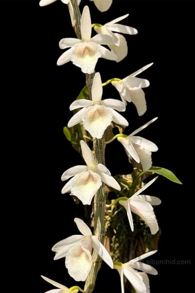 Dendrobium cretaceum