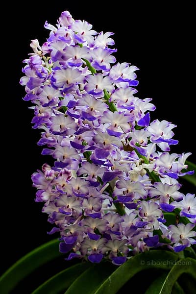 Rhynchostylis coelestis Blue