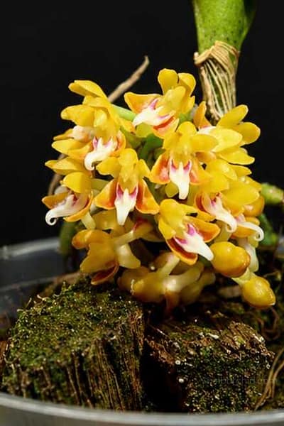 Robiquetia aberrans