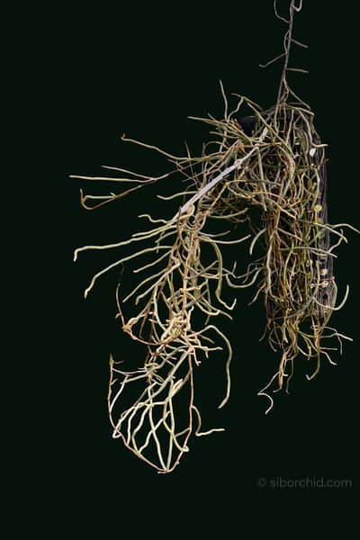 Microcoelia cornuta (Large Size)