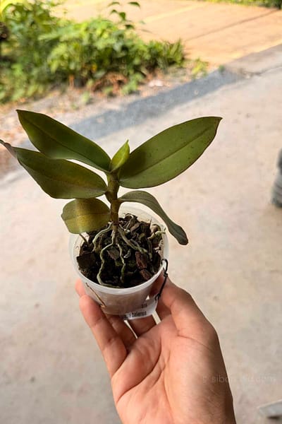 Robiquetia aberrans