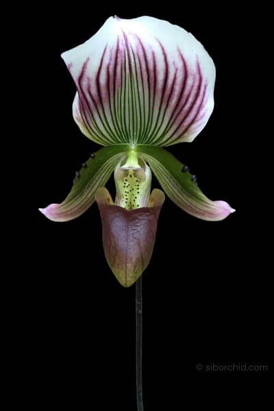 Paphiopedilum callosum