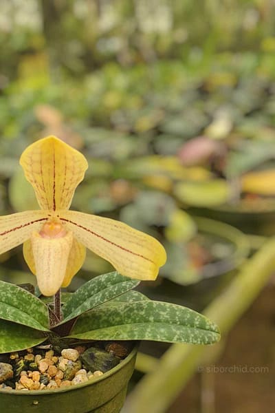 Paphiopedilum josianae