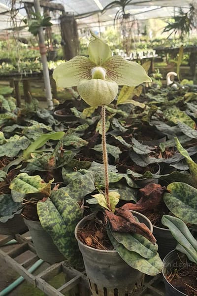 Paphiopedilum malipoense