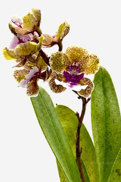 Trichocentrum Ollie Palmer Hybrid (Small Size)