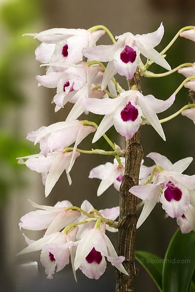 dendrobium transparens