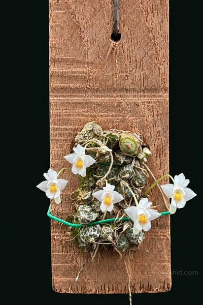 Dendrobium extinctorium