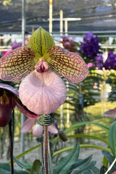 Paphiopedilum micranthum