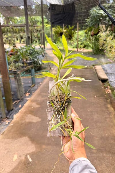 dendrobium transparens
