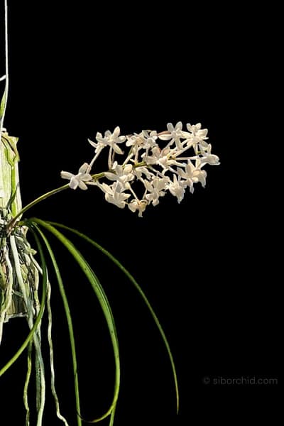 Seidenfadenia mitrata alba