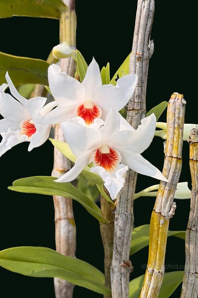 Dendrobium draconis – Rare Pendant Species Orchid